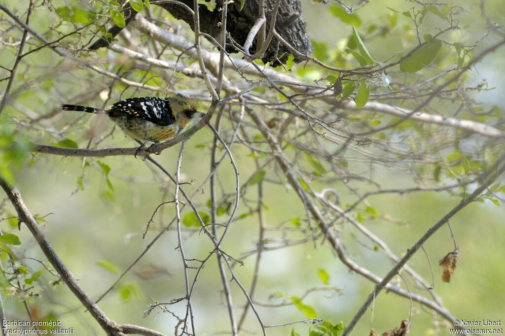 Crested Barbetadult, identification