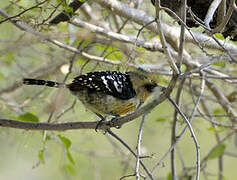 Crested Barbet