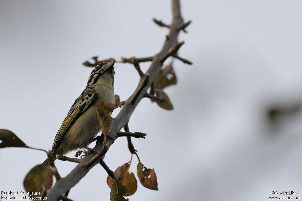 Yellow-fronted Tinkerbirdadult, identification