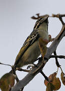 Yellow-fronted Tinkerbird