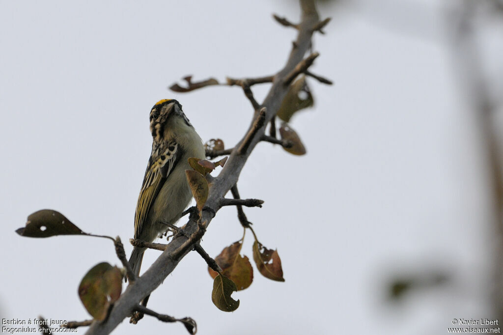 Barbion à front jaune, identification