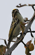 Yellow-fronted Tinkerbird