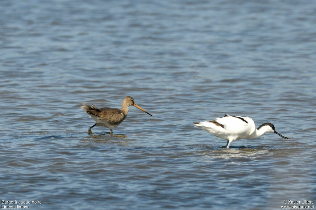 Black-tailed Godwitadult post breeding, identification