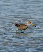 Black-tailed Godwit