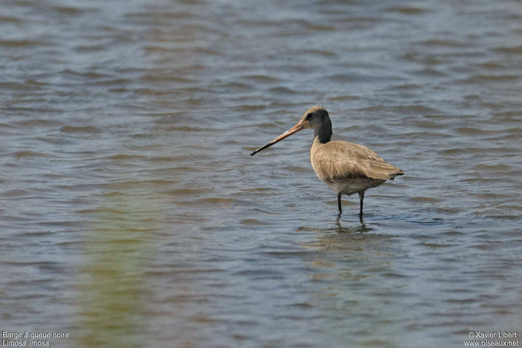 Black-tailed Godwitadult post breeding, identification