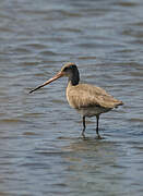 Black-tailed Godwit