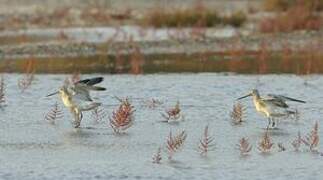 Bar-tailed Godwit
