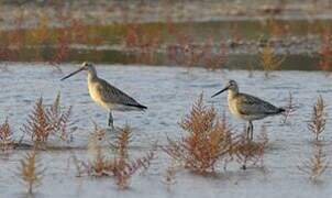 Bar-tailed Godwit