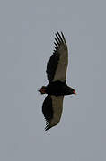 Bateleur des savanes