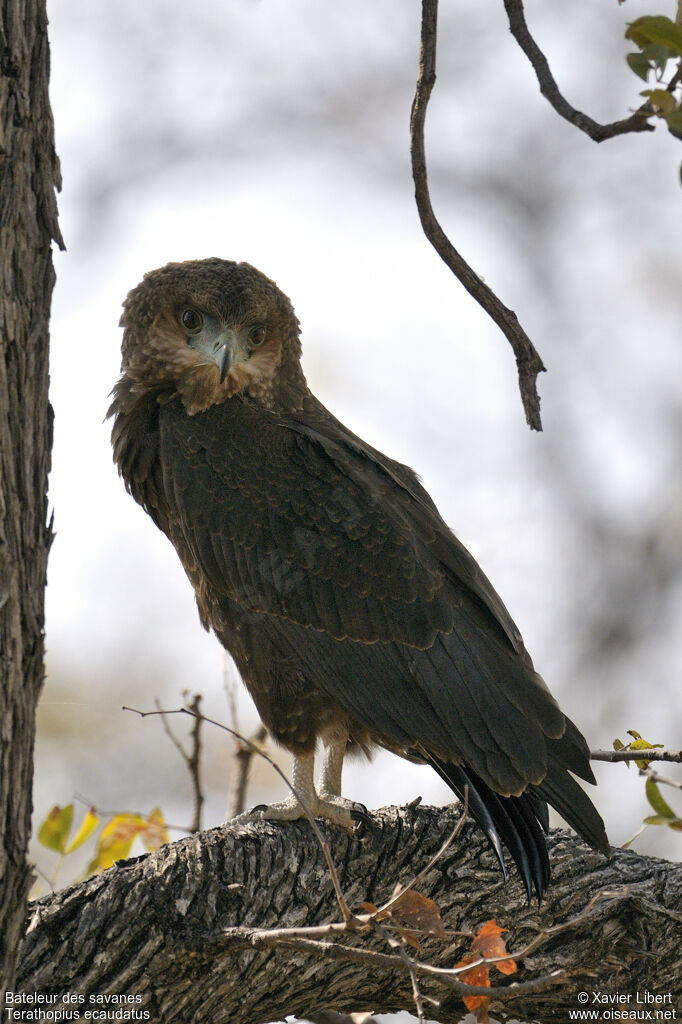 Bateleur des savanesjuvénile, identification