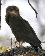 Bateleur