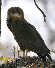 Bateleur des savanes