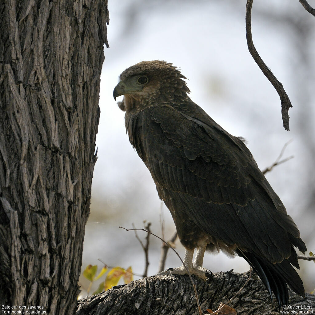 Bateleur des savanesjuvénile, identification