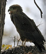 Bateleur des savanes