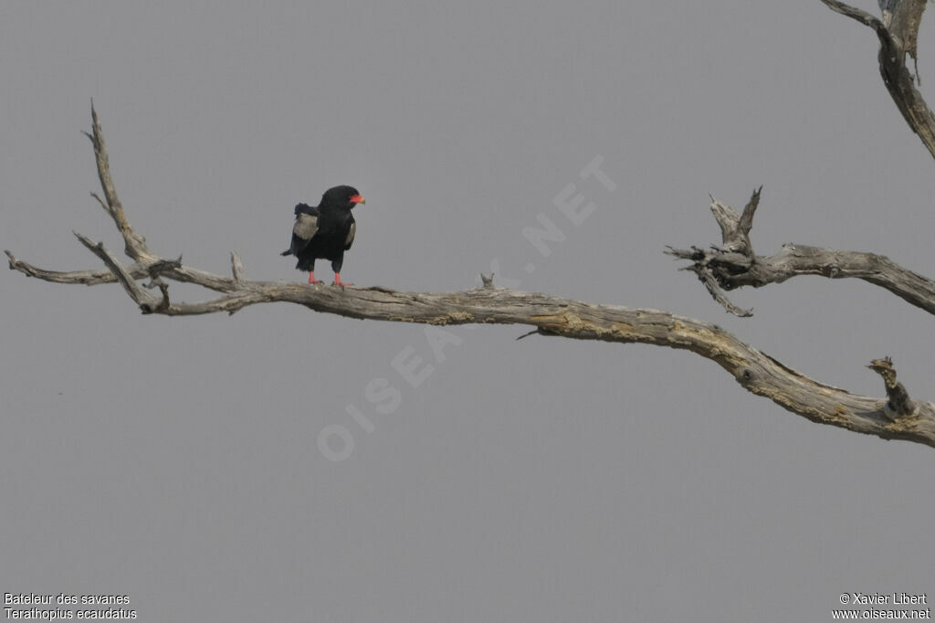 Bateleur des savanes mâle adulte, identification