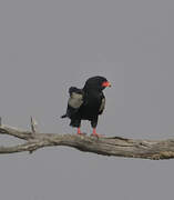 Bateleur des savanes