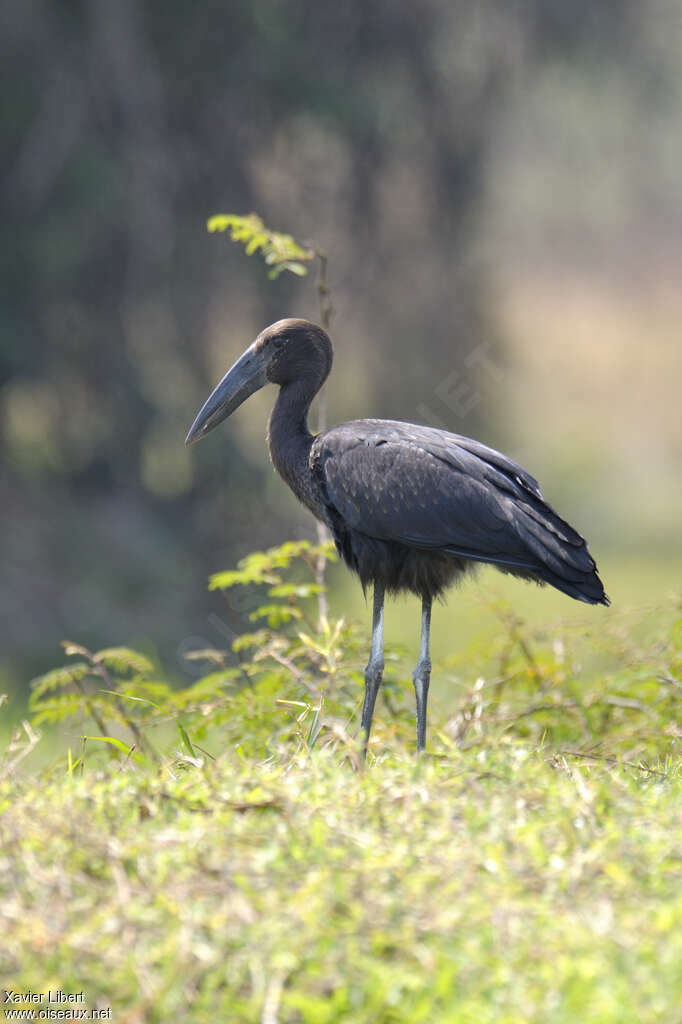 African Openbilljuvenile, identification