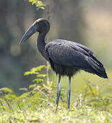 African Openbill