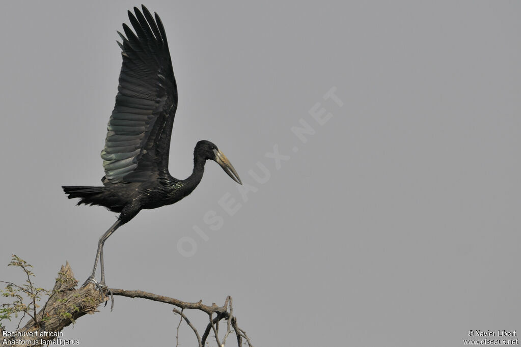 African Openbilladult, Flight