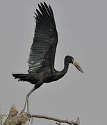 African Openbill