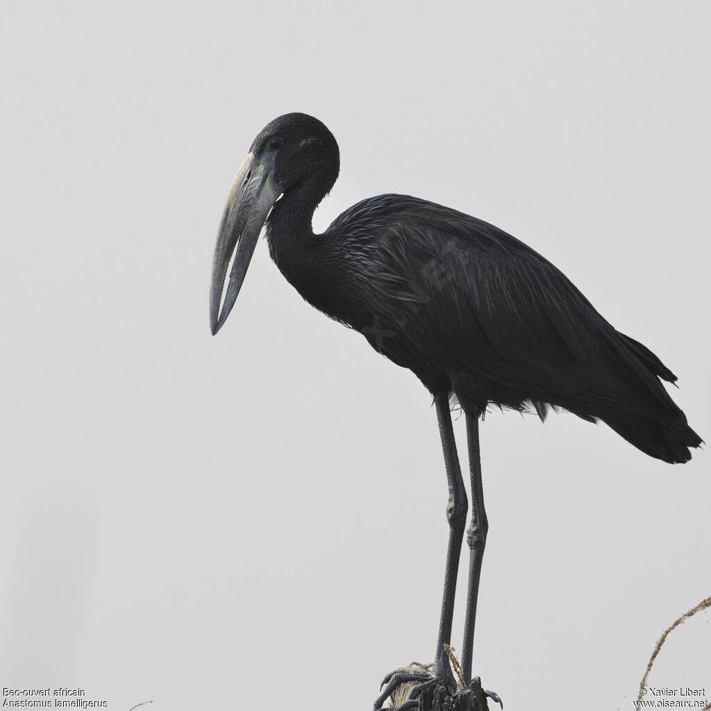 African Openbilladult, identification