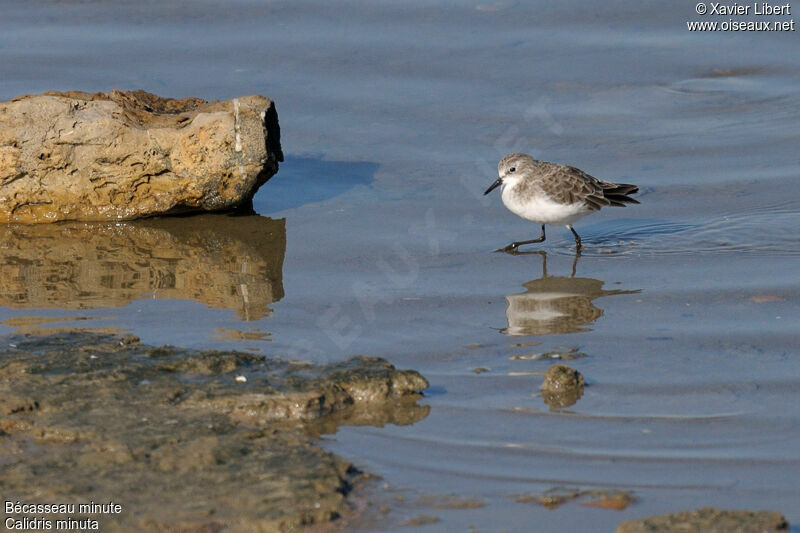 Bécasseau minute, identification