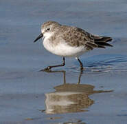 Little Stint