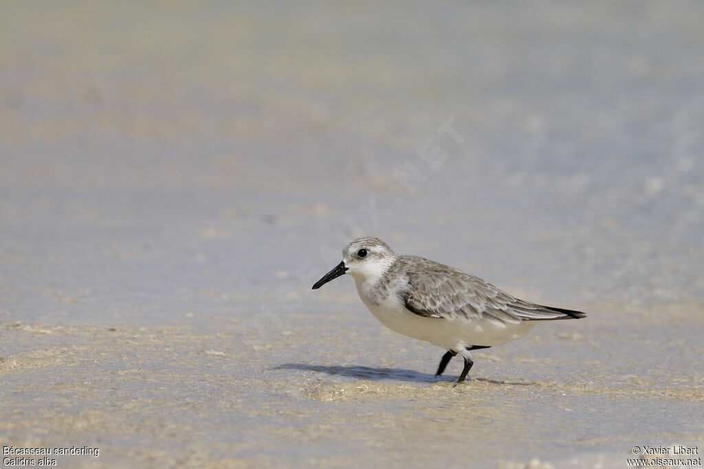 Sanderlingadult post breeding, identification