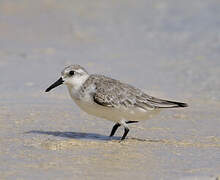 Bécasseau sanderling