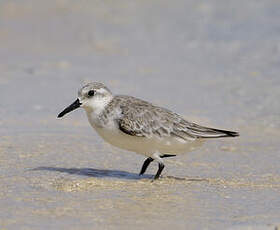 Bécasseau sanderling