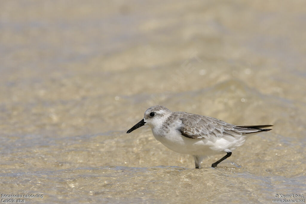 Sanderlingadult post breeding, identification