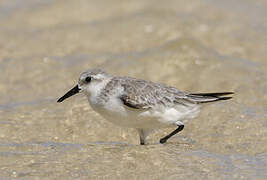 Bécasseau sanderling