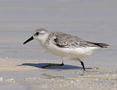 Bécasseau sanderling