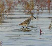 Bécasseau variable