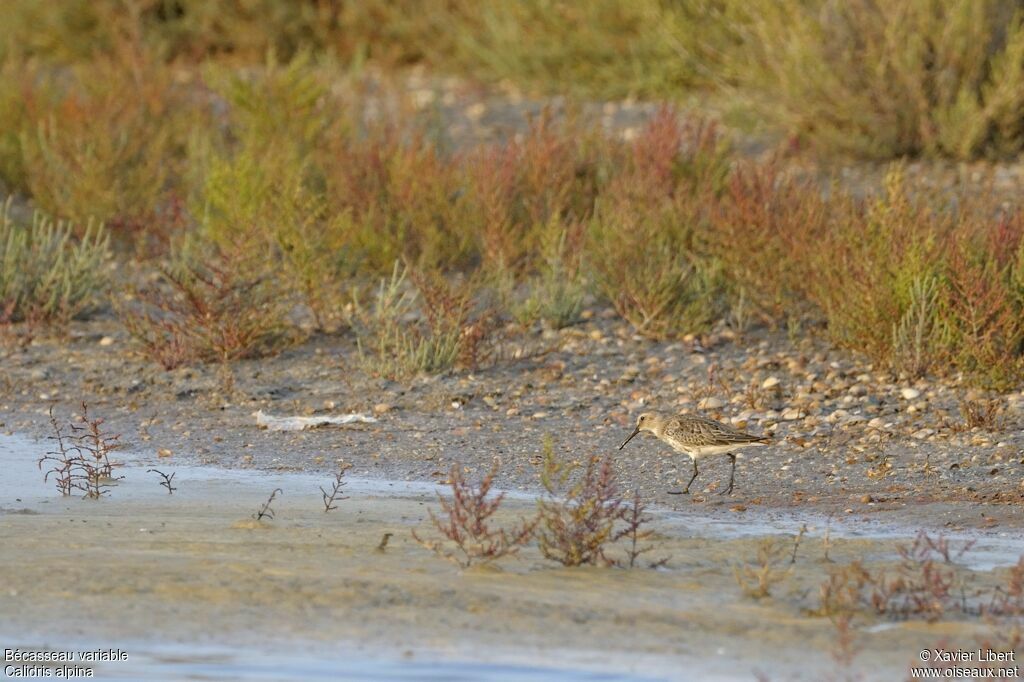 Dunlinjuvenile, identification