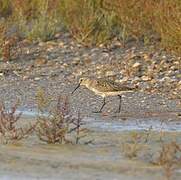 Bécasseau variable