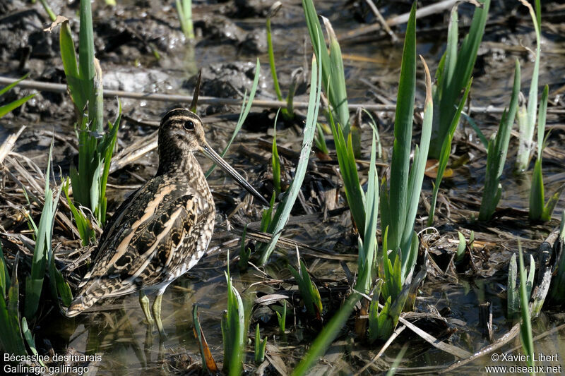 Bécassine des marais, identification