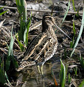 Common Snipe