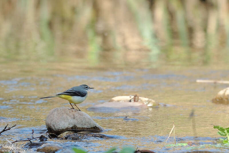 Grey Wagtail female, habitat