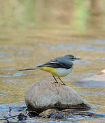 Grey Wagtail