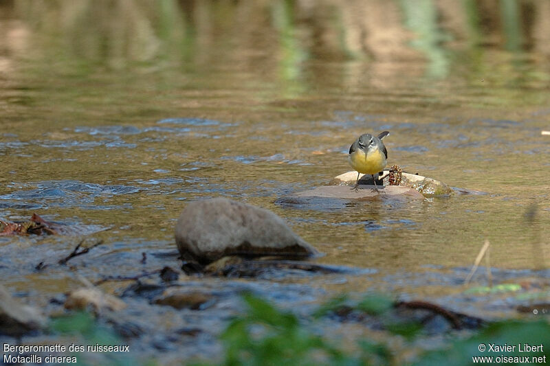 Grey Wagtail, identification