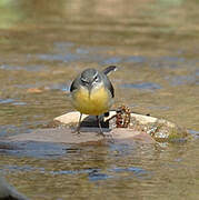 Grey Wagtail