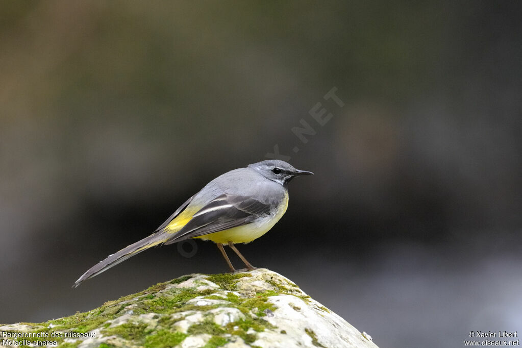 Grey Wagtail male adult breeding, identification