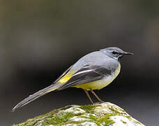 Grey Wagtail