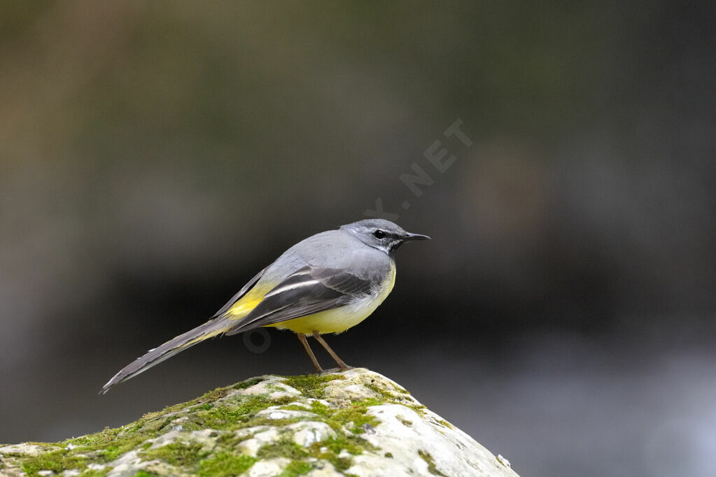 Grey Wagtail