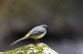 Grey Wagtail