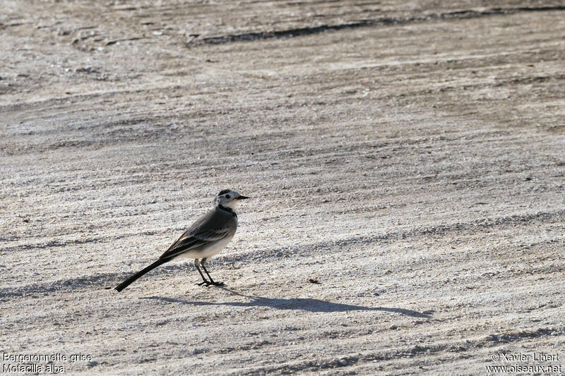 White Wagtail, identification