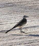 White Wagtail