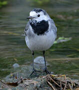 White Wagtail