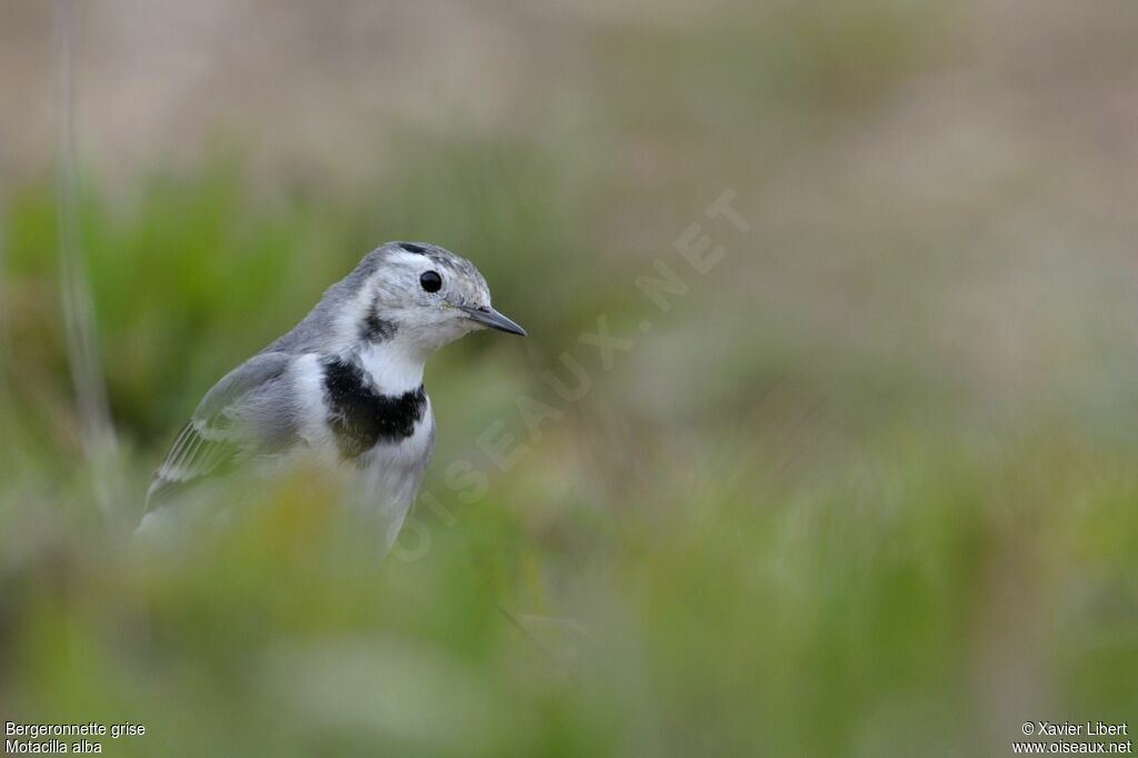 White Wagtailadult post breeding, identification